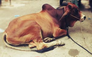 How Your Qurbani Donation Can Really Make a Difference