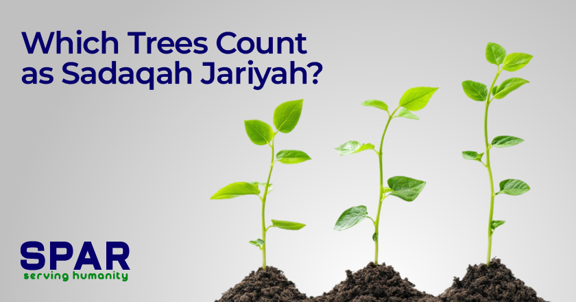 Tree Planting Sadaqah Jariyah: The Charity That Never Stops 4 Which Trees Count as Sadaqah Jariyah
